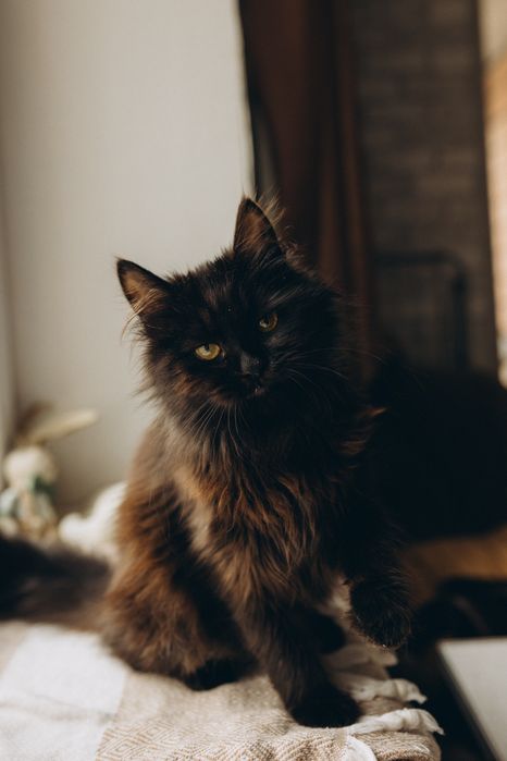 Кошеня чорно шоколадний хлопчик мальчик 5,5 місяців