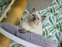 Ragdoll  rasowy z rodowodem WCF
