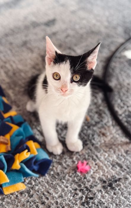 3,5-miesięczny Keks szuka domu!