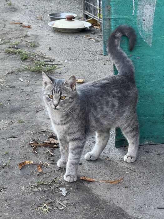 Віддамо кошеня або ж двох разом -стерилізовані/кастровані