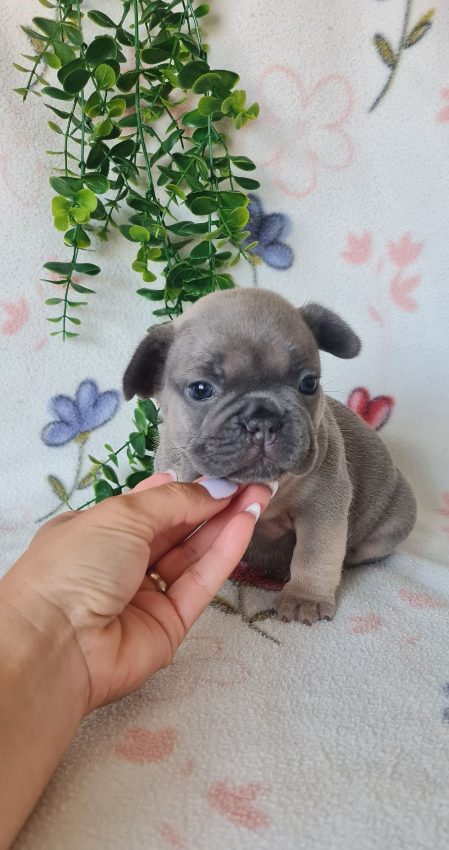 Estupenda menina Bulldog/Bouledogue Francês blue tan. Qualidade