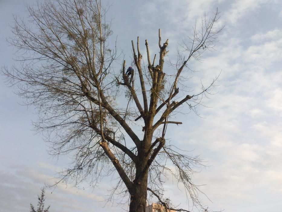 Pielęgnacja,wycinka trudnych drzew,lasów, formowanie koron,rębak