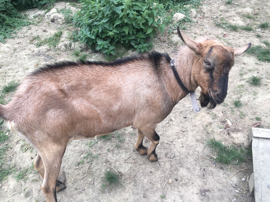 Sprzedam Cap kozioł saaneńsko-anglonubijski