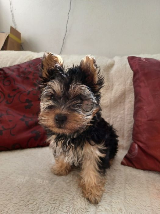Yorkshire terrier MACHINHO