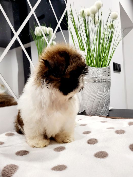 Sunia shih tzu gotowa na nowy domek