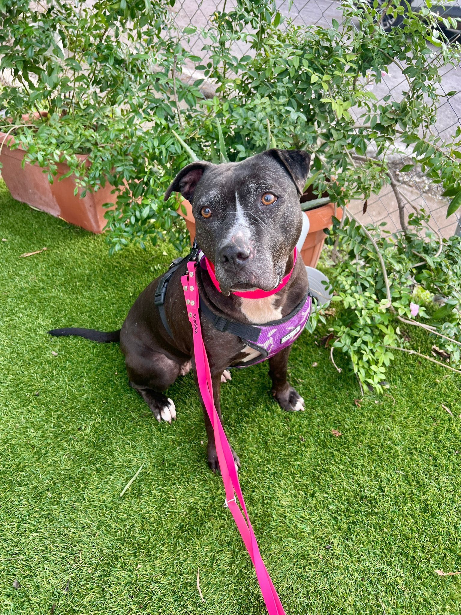 Daniela, amstaff, pitbull, amstafka, pitbulterier, 6 lat w schronisku