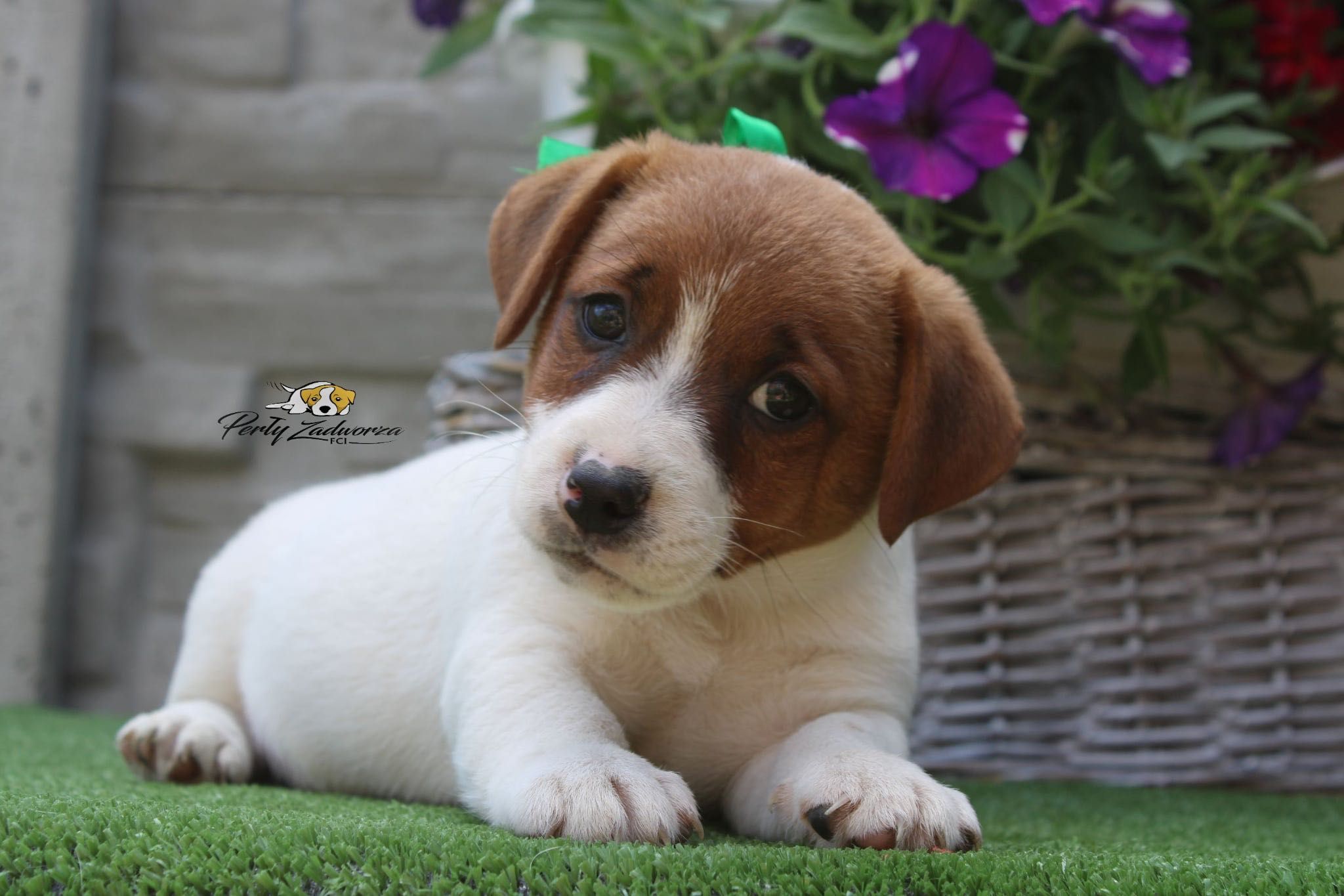 Piesek Jack Russell Terrier *ZKwP FCI*