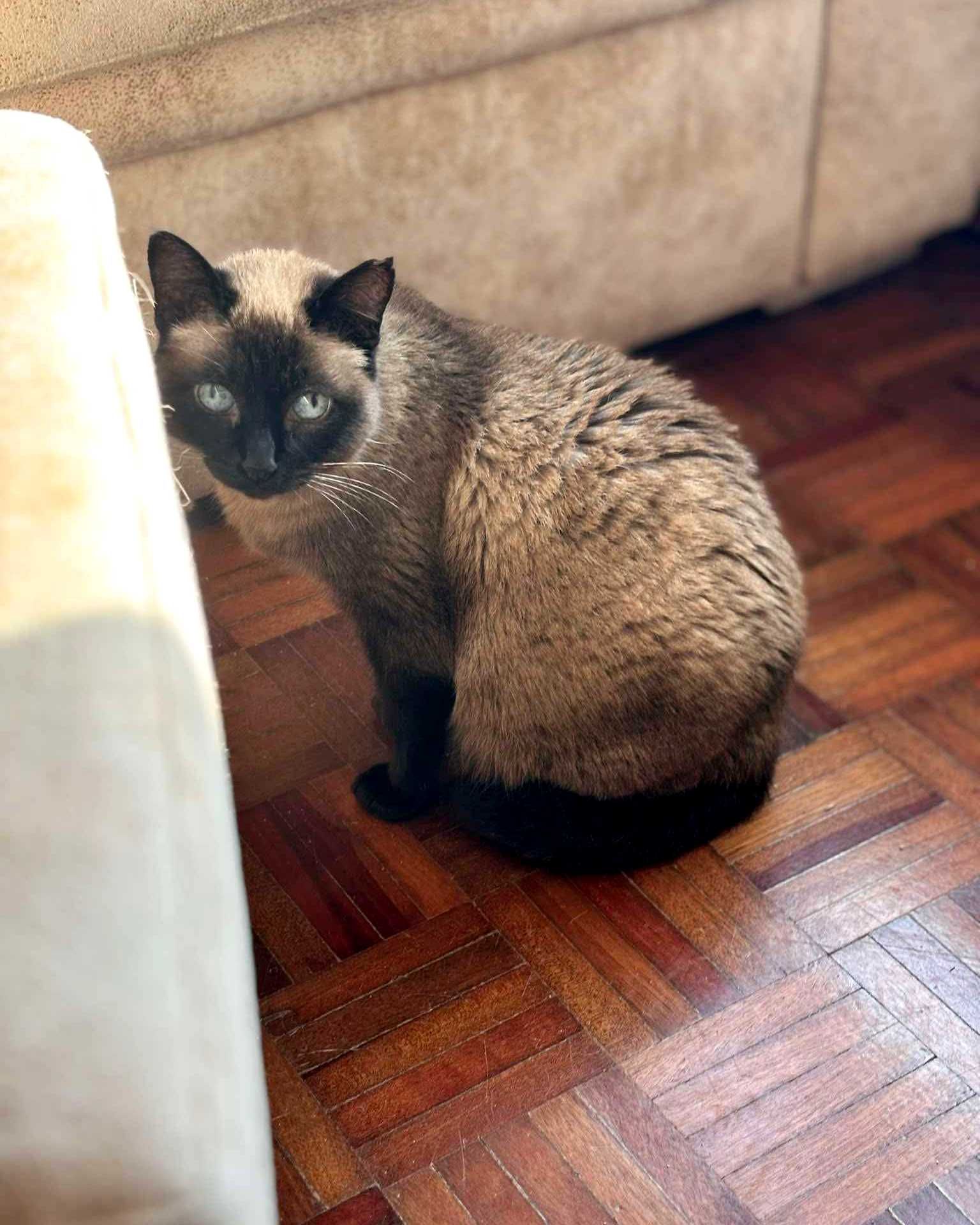 Setúbal / Margem Sul / Lisboa — FLORENTINA, gatinha para adoção