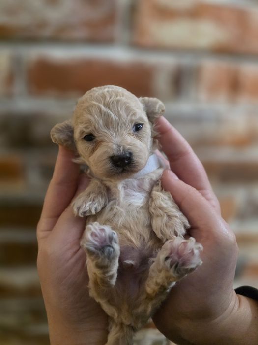 Maltipoo f1  xss piesek do rezerwacji!!!