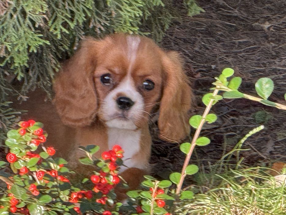 Cavalier king charles spaniel piesek szczeniak ruby z rodowodem