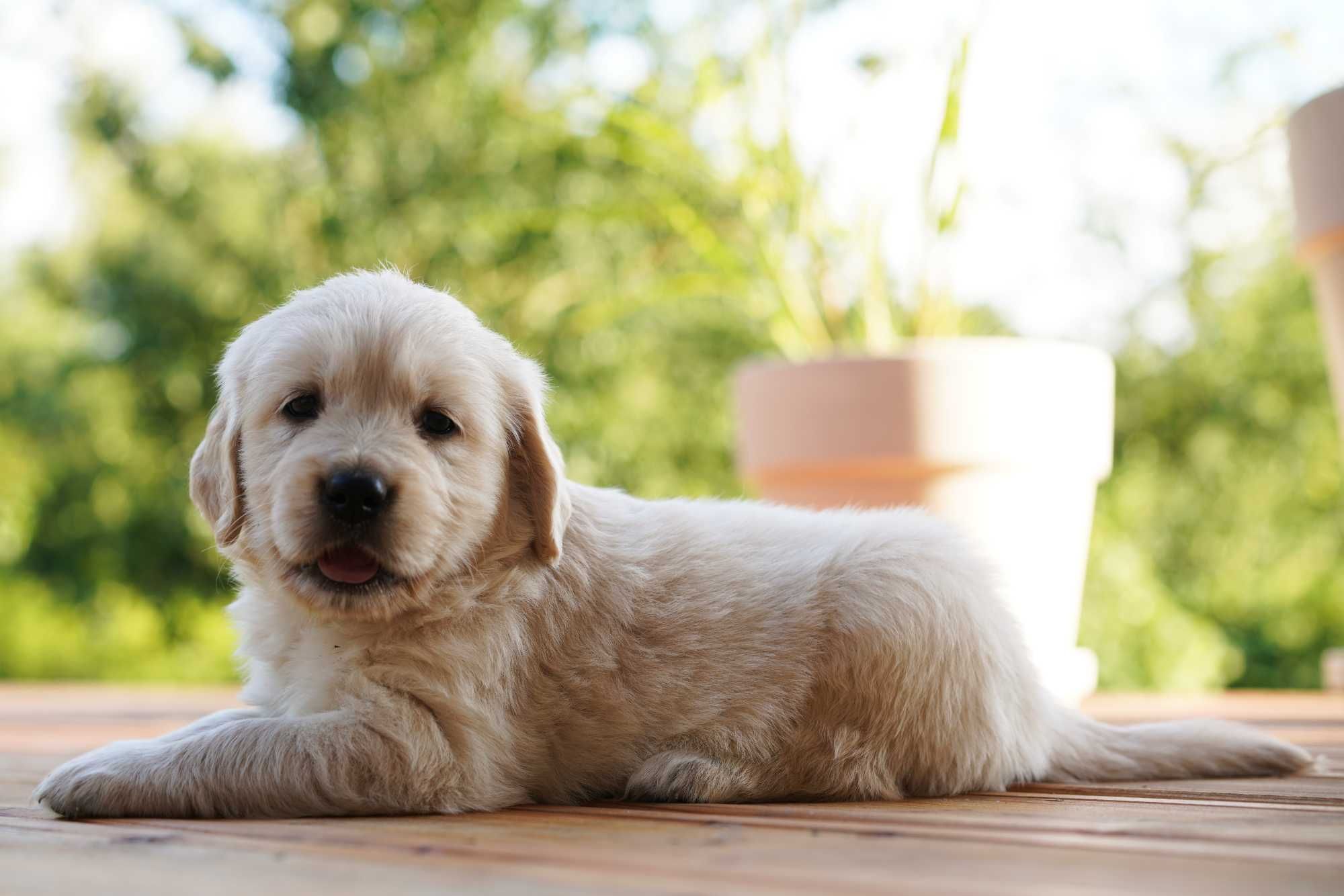 Wspaniała suczka Golden Retriever! Zara!