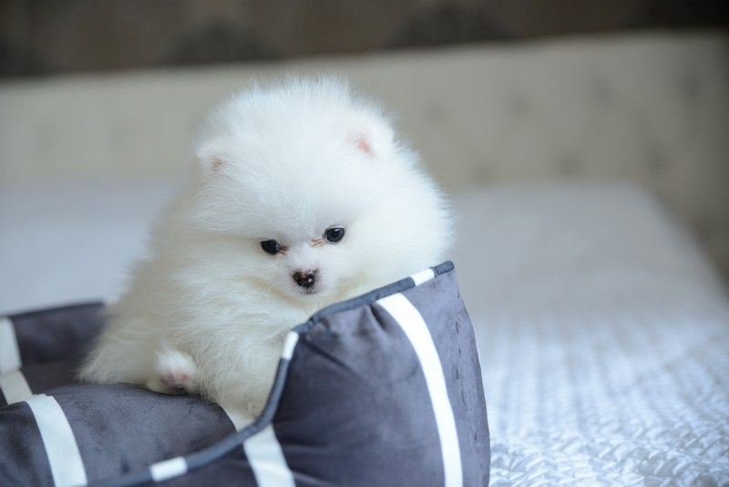 Pomeranian chłopak biały
