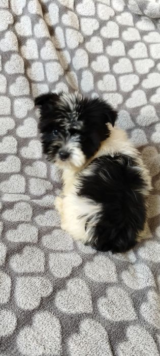 Yorkshire terrier biewer