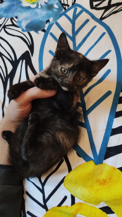 Oddam małą kotkę, kota, kociaka