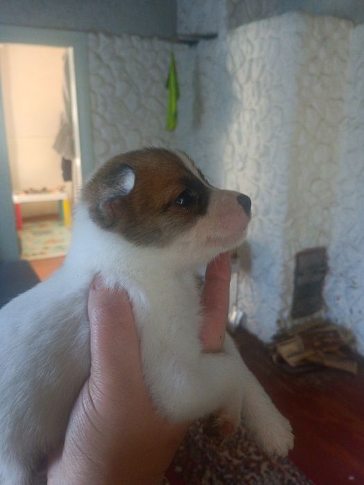 Щенята чіахуа віддам в добрі руки