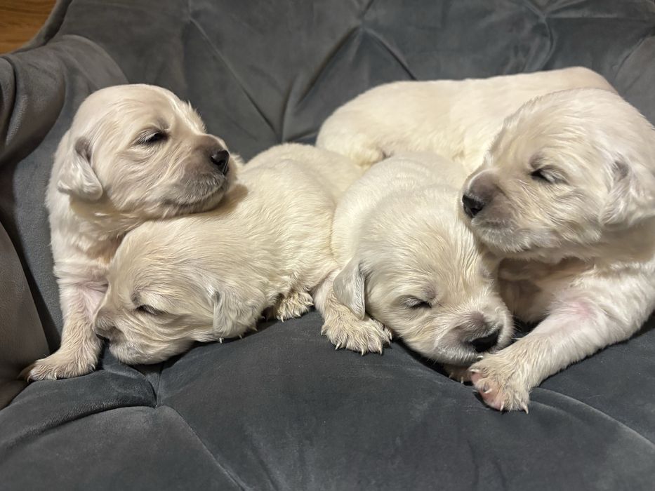 Pies Golden Retriever FCI ZKwP