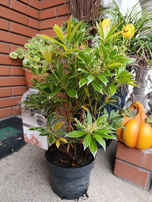 Pieris japoński Flaming Silver