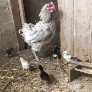 Sprzedam kurczaki Jersey Giant