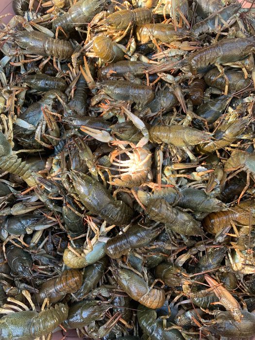 Продам живих Раків місто Ізюм