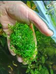 Rośliny Akwariowe Trawnik akwariowy Monte Carlo duża porcja