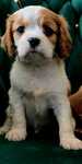 Cavalier King Charles Spaniel piesek rodowód