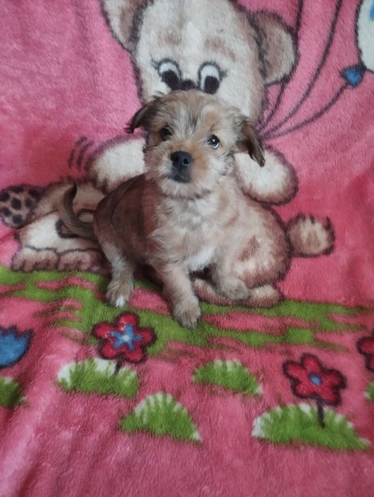 Щенки метисы йорка