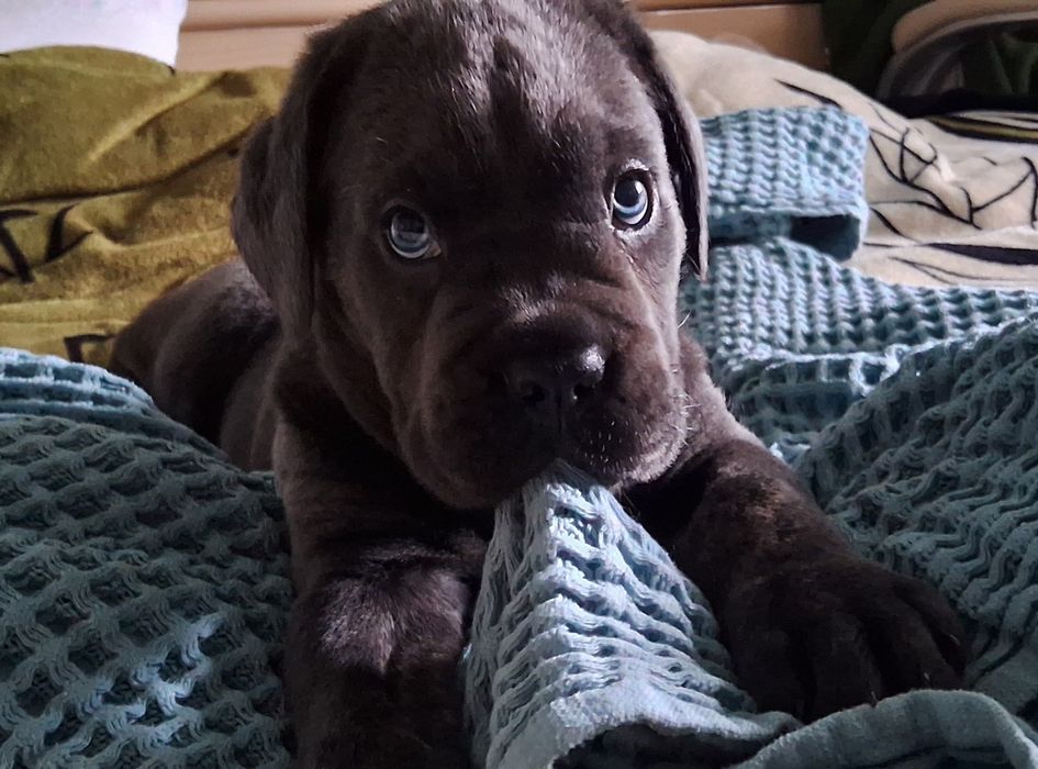 Дівчинка ОСТАННЯ породи кане-корсо