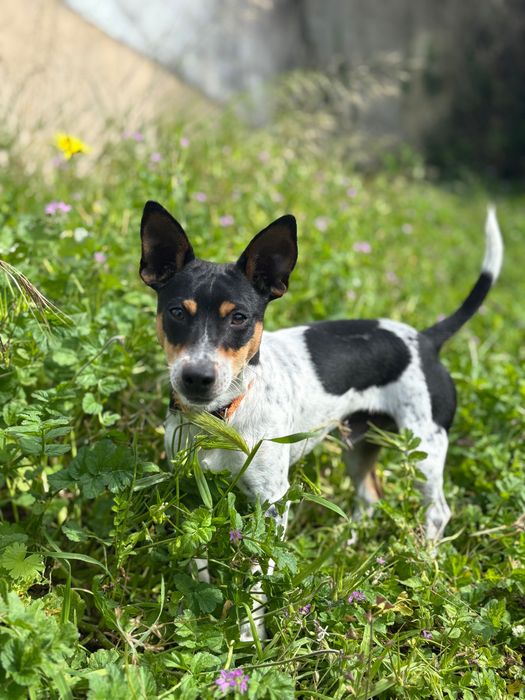 Cão porte pequeno (novo lar)