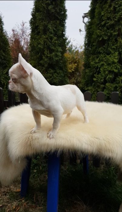 Французький бульдог пінк