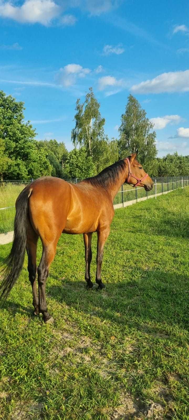 klacz małopolska Asteria