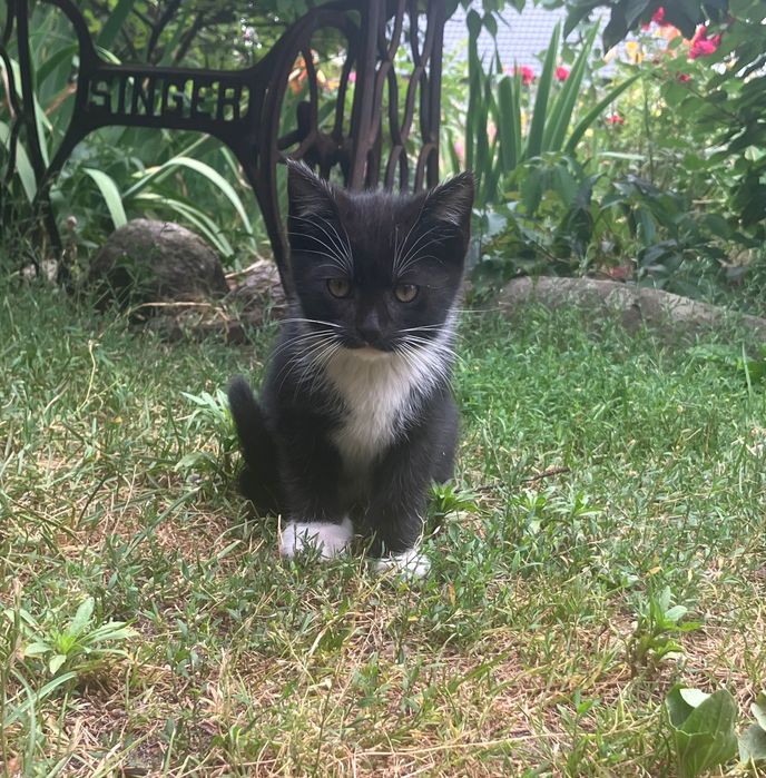 3 śliczne kotki szukają nowego domku