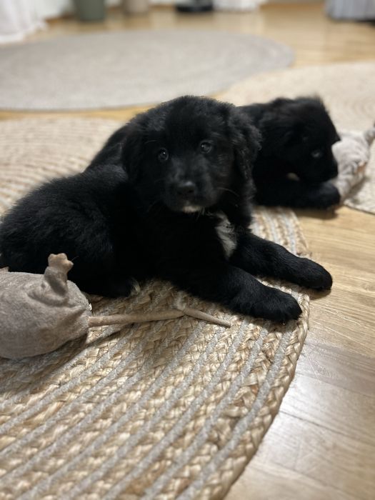 COLTRIEVER-Golden Retriever+Border Collie Jedyne w Polsce Suczka