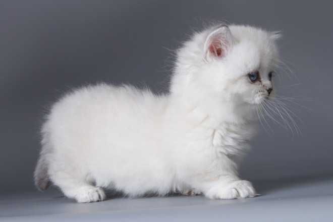 Кошенята породи манчкін, з коротенькими ніжками