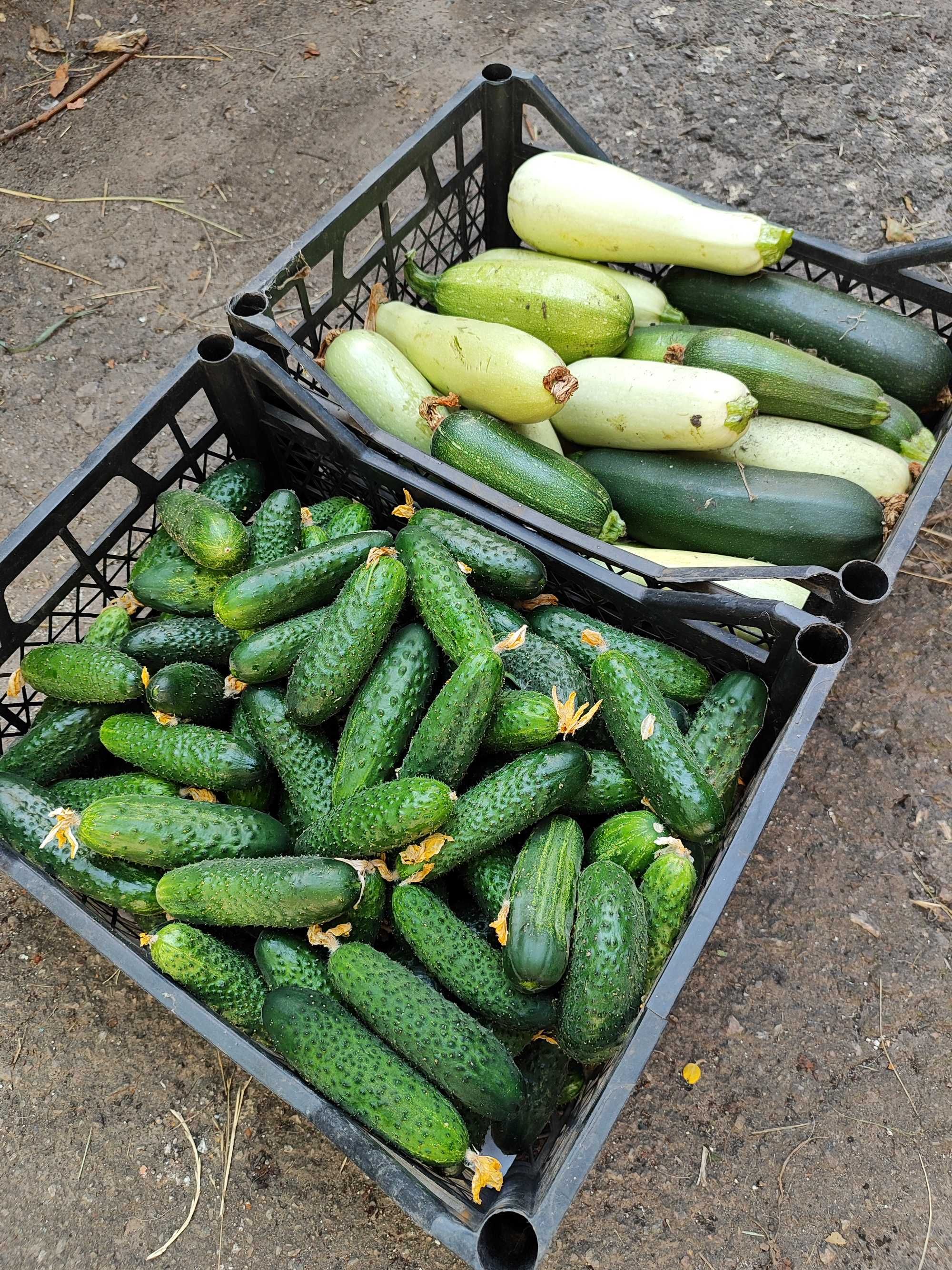 Продам огірки домашні