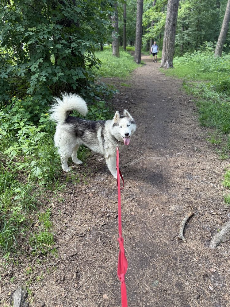 Хаскі хлопчик шукає дім