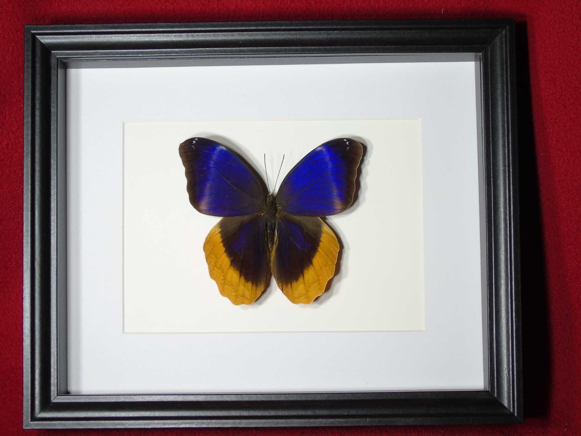 Motyl w ramce / gablotce 27x22 cm . Caligo uranus - Meksyk .