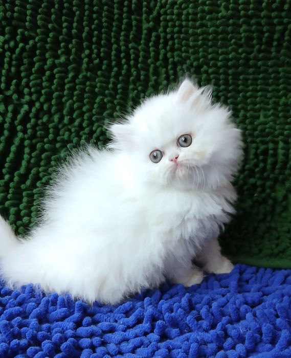 Белоснежный мальчик перс классик