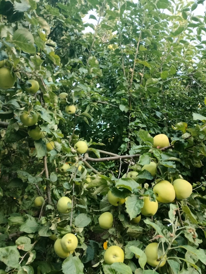 Яблука домашні продам