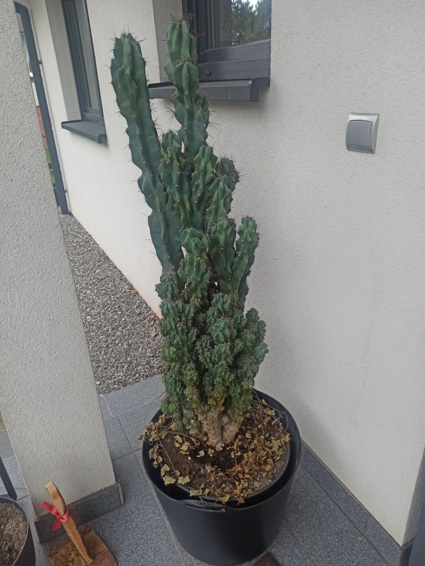Kaktus bardzo duży