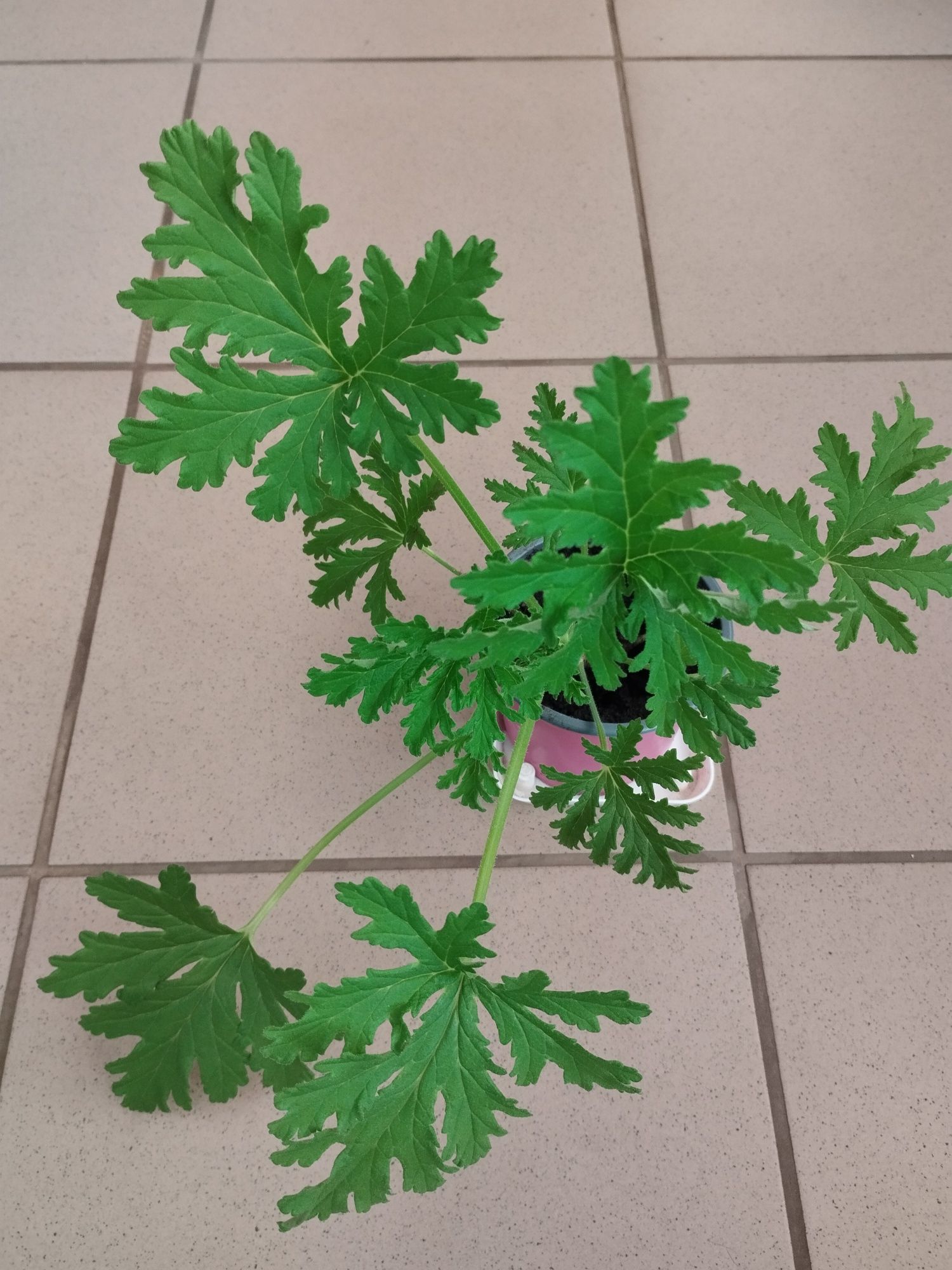 Geranium - anginka