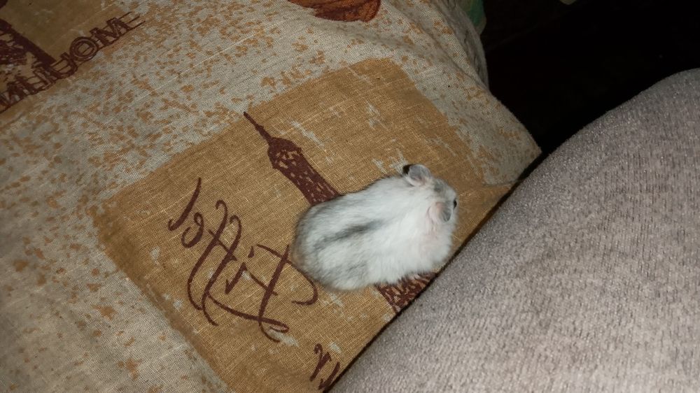 Джунгарський хом'як