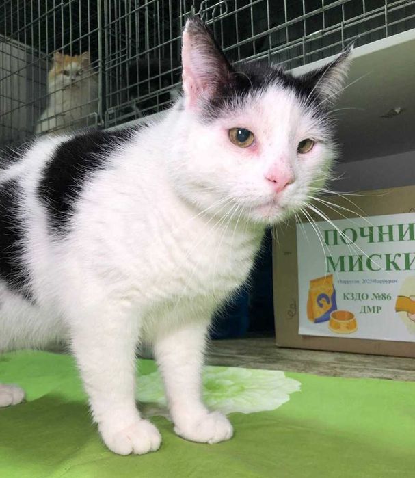 Котик Семен шукає свою родину!