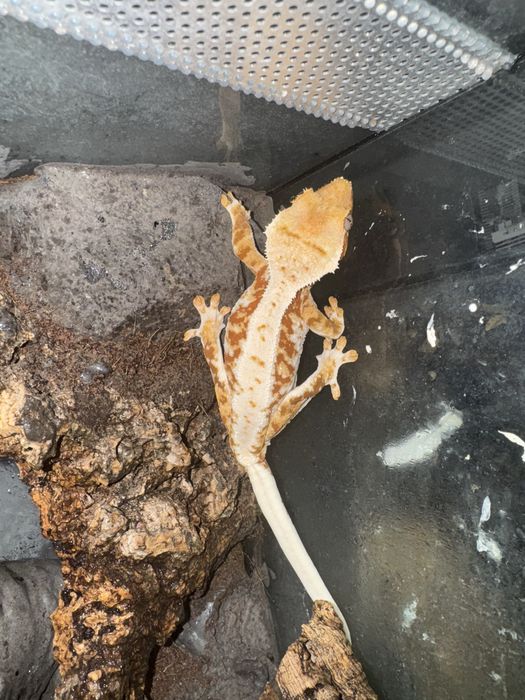 Gekon orzęsiony Lilly white prawie roczna samica