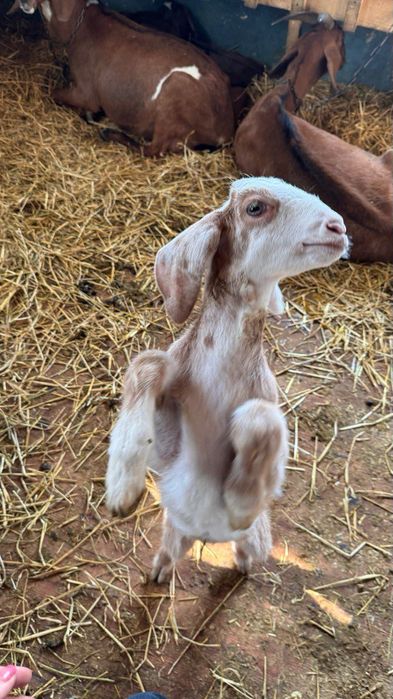 Козел. Козлики. Кози. Молоді кози