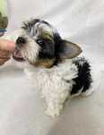 Sprzedam suczke Yorkshire Terrier Biewer.