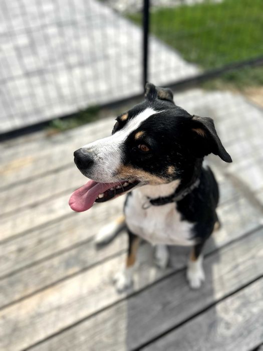 Dwie piękne suczki z pełnym wyposażeniem