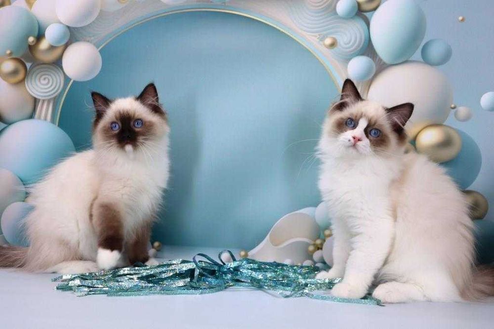 У продажу чарівні регдолли