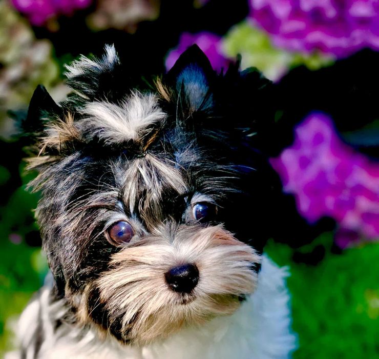 York , Yorki . Cudny piesek Biewer 2 z rodowodem.