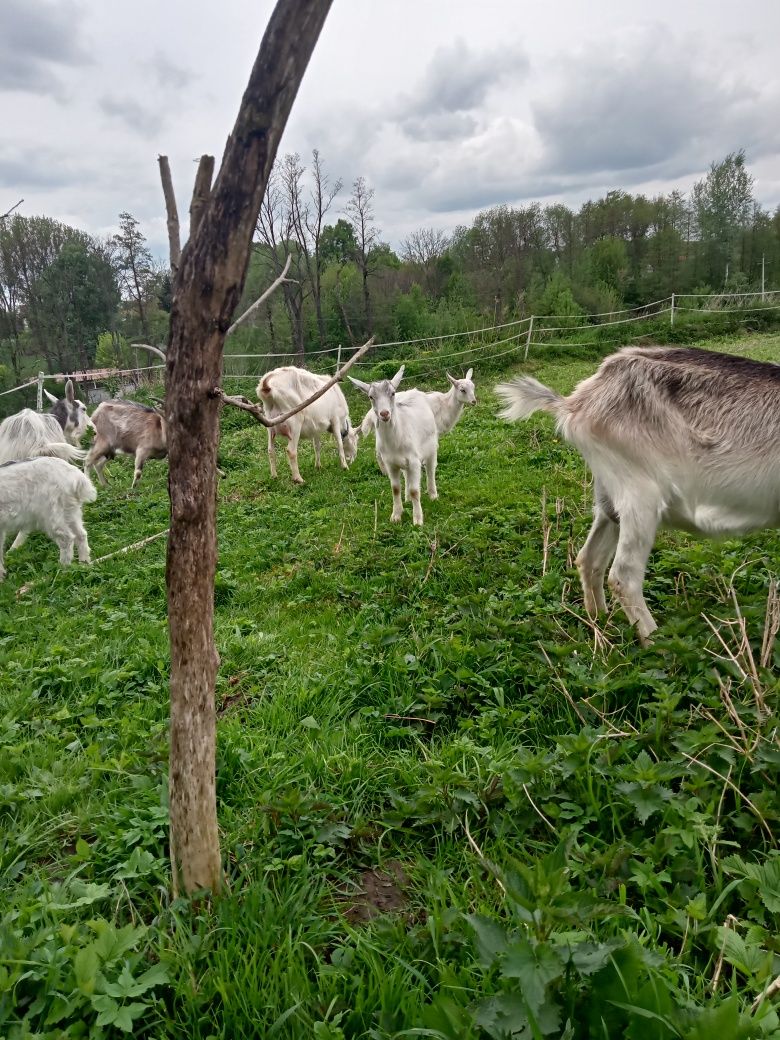 Mlode kozy do sprzedania