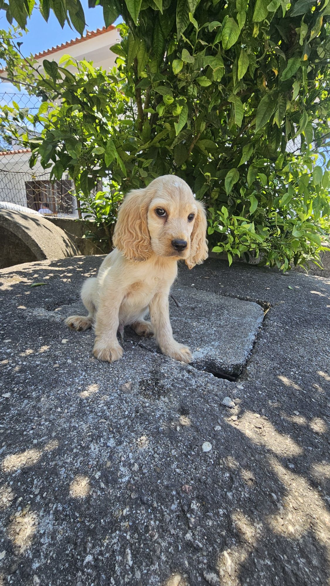 Coocker spaniel Macho